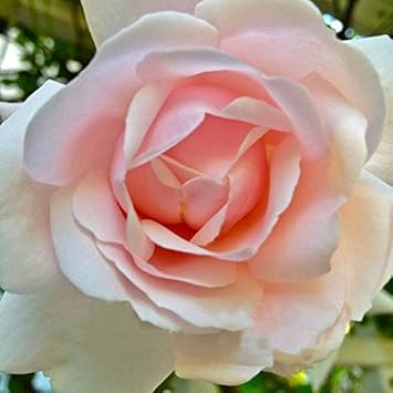 Pink Dawn Rose Plant Seeds for Planting Non-GMO Heirloom Garden Seeds for Growing Beautiful Flowers