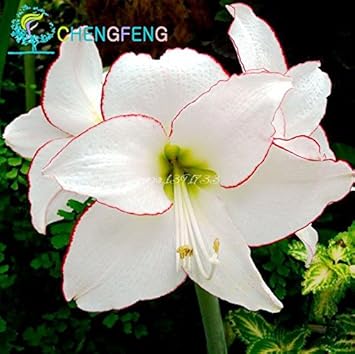 Heirloom Non-GMO White Violet Hemerocallis Flower Seeds for Garden Planting ƒ?? Elegant Perennial Blooms