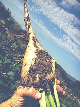 White Sugar Beet Vegetable Seeds for Planting, heirloom & Non-GMO Seeds