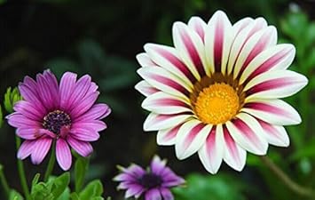 Violet Daisy Flower Seeds for Planting - 100 pcs
