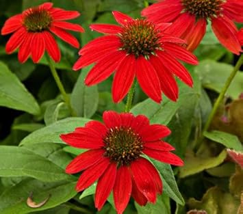 Red Sunflower Seeds for Planting – Bright Ornamental Blooms, Non-GMO Garden Flower Seeds