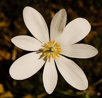 White Sanguinaria Flower Seeds for Planting - 100 pcs