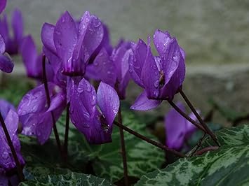 Purple Cyclamen Flower Seeds - 100 pcs