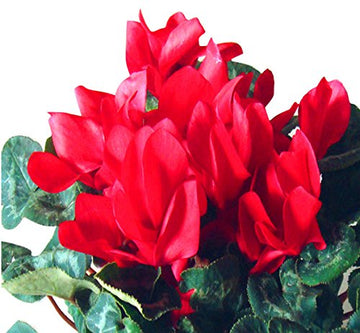 Heirloom Non-GMO Red Cyclamen Flower Seeds for Planting – Hardy Indoor Outdoor Seeds