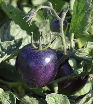 Purple Tomato Seeds for Planting - 100 Pcs pcs