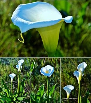 Sky Blue Calla Flower Seeds for Planting, 100 pcs