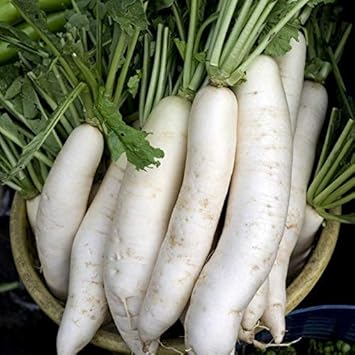 Rainbow Radish Seeds for Planting, White, 100 Pcs pcs