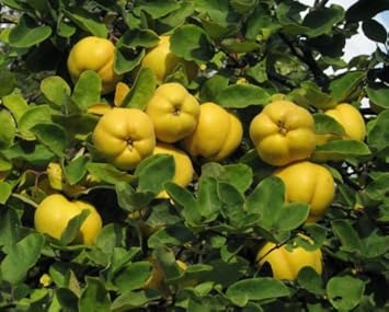 Yellow Quince Fruit Seeds - A Unique and Fragrant Fruit for Your Garden