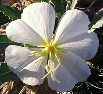 White Oenothera Flower Seeds for Garden - 100 pcs