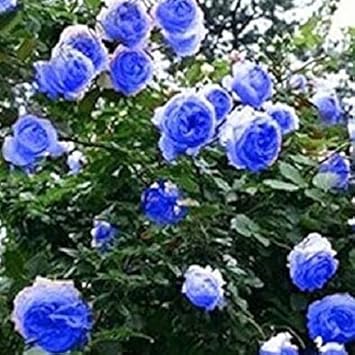 Sky Blue Climbing Rose Plant Seeds for Planting Non-GMO Heirloom Garden Seeds for Home and Outdoor Gardening