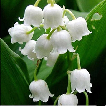 White Windbell Orchid Seeds for Planting - NON GMO Seeds