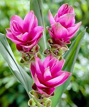 Curcuma Flower Seeds for Garden Planting - NON GMO Seeds