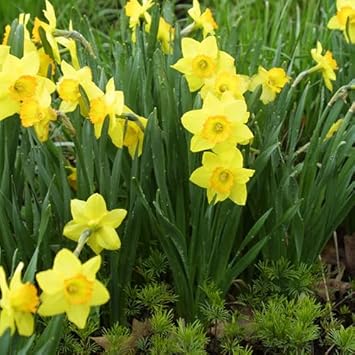 Light Yellow Narcissus Seeds for Planting, NON GMO Seeds