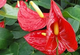 Green Homalomena Plant Seeds for Planting - NON GMO Seeds