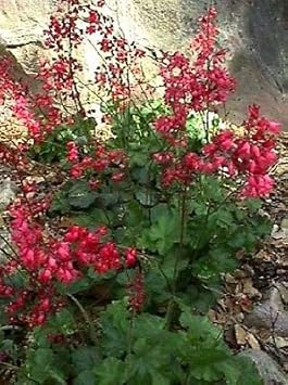 Bressingham Flower Seeds for Planting - 100 pcs