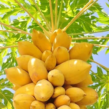 Papaya Fruit Seeds for Planting - Yellow Variety for Sweet, Tropical Fruits, Non-GMO Seeds