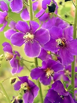Purple Mullein Flower Seeds for Planting - NON GMO Seeds