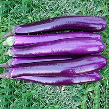Eggplant Seeds for Planting, Purple, 100 Pcs pcs