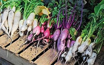 Radish Seeds for Planting Multi-Colour - 100 Pcs pcs