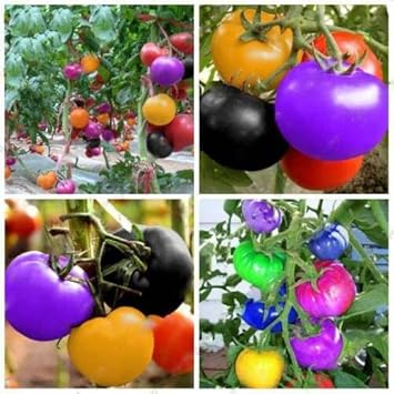 Rainbow Tomato Seeds for Planting - 100 Pcs pcs