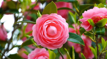 Heirloom Camellia Flower Seeds â€“ Non-GMO Seeds for Planting Beautiful Garden Blooms