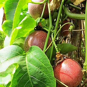 Dark Red Passion Fruit Passiflora edulis seeds for planting in home garden