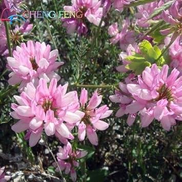 Pink Crownvetch Flower Seeds for Planting ƒ?? Organic, Heirloom, Non-GMO Ground Cover Seeds for planting in your garden.