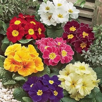 Non-GMO Mixed Primula Malacoides Flower Seeds for Garden Planting – Primrose Seeds