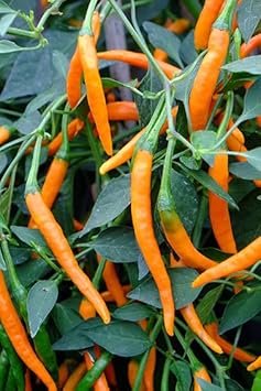 Orange Peppers Vegetable Seeds for Planting heirloom & Non-GMO Seeds