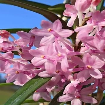 Baby Pink Orchid Seeds for Planting - NON GMO Seeds