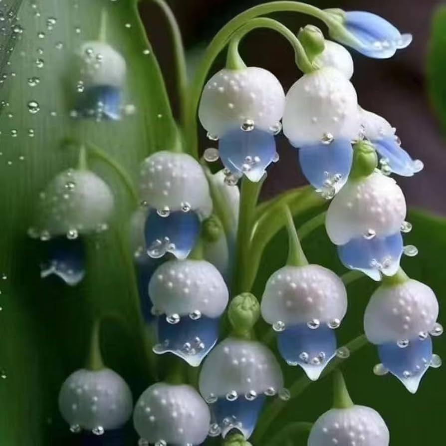 Mixed Color Lily of the Valley flower Seeds for Planting - Non-GMO and Heirloom garden seeds