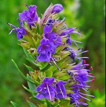 Purple Hyssopus Officinalis Plant Seeds for Medicinal and Aromatic Gardens – Fresh Herb for Your Garden