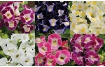 Mixed Wishbone Flower Seeds for Planting, 100 pcs