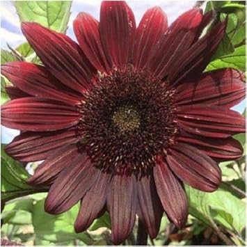 Chocolate Sunflower Seeds for Planting – Unique Dark Blooms for Garden Decor & Pollinator Attraction