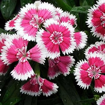 Organic Pink White Dianthus Flower Seeds for Planting – Heirloom, Non-GMO