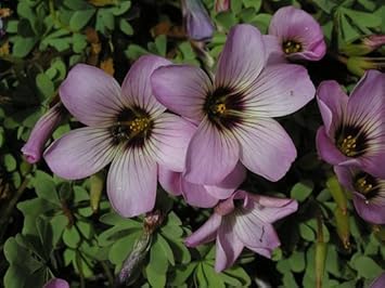 Purple Oxalis Laciniata Seeds – Heirloom, Non-GMO Flower Seeds for Planting