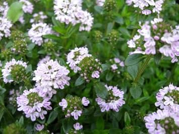 Purple Savory Satureja Flower Seeds for Planting - 100 pcs