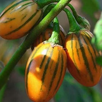 Yellow Eggplant Seeds for Planting - Fresh Vegetable 100 Pcs pcs