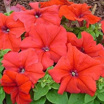 Red Petunia Flower Seeds for Garden Planting - Heirloom Seeds for Home Garden, GMO Free
