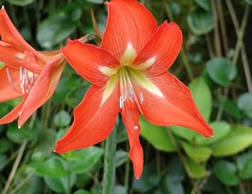 Organic Heirloom Non-GMO Orange Hippeastrum Rutilum Flower Seeds for Planting – Bold Blooms