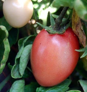Pink Tomato Vegetable Seeds for Planting, 100 Pcs pcs