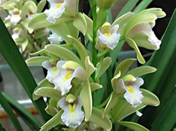 Green Cymbidium Flower Seeds for Planting – Organic, Heirloom, Non-GMO Orchid Seeds
