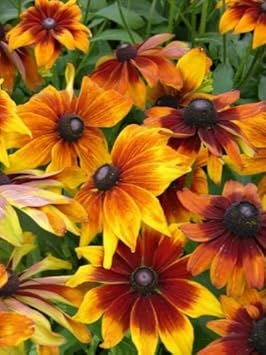 Mixed Rudbeckia Flower Seeds for Planting, 100 pcs