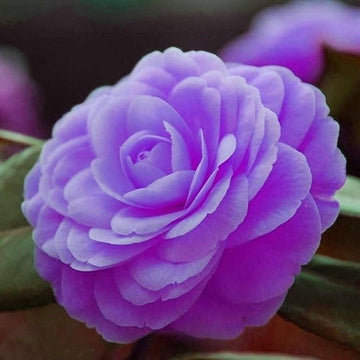 Purple Pink Camellia Flower Seeds ƒ?? Heirloom Non-GMO Ornamental Blooms for Garden Planting