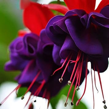 Purple Fuchsia Flower Seeds – Heirloom Non-GMO Flower Seeds for Planting