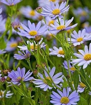 Heirloom Kalimeris Indica Flower Seeds for Planting
