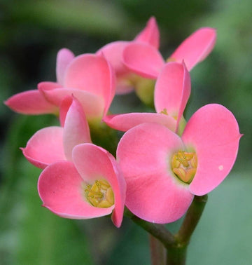 Heirloom Light Pink Euphorbia Milii Flower Seeds for Planting, Non-GMO
