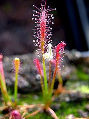 Mixed Drosera Chrysolepis Plant Seeds for Planting - NON GMO Seeds