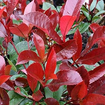 Red Photinia Robin Plant Seeds for Planting, 100 pcs