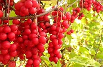 Red Schisandra Fruit Seeds - A Tangy and Nutritious Fruit for Your Garden 100 Pcs pcs